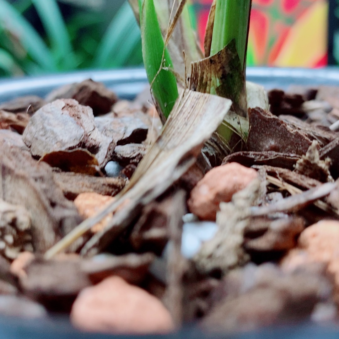 大部分花苞少量开放
