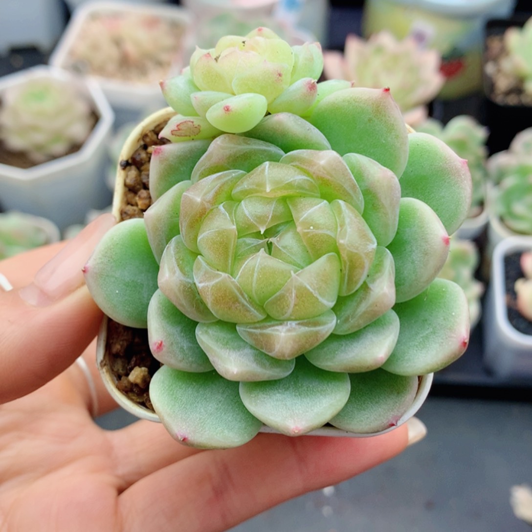 晴麦秆58包邮  群生不包整晴儿