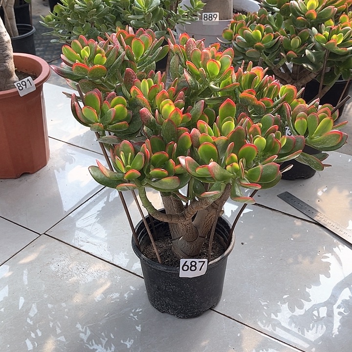 彩玉树花月矮胖老桩