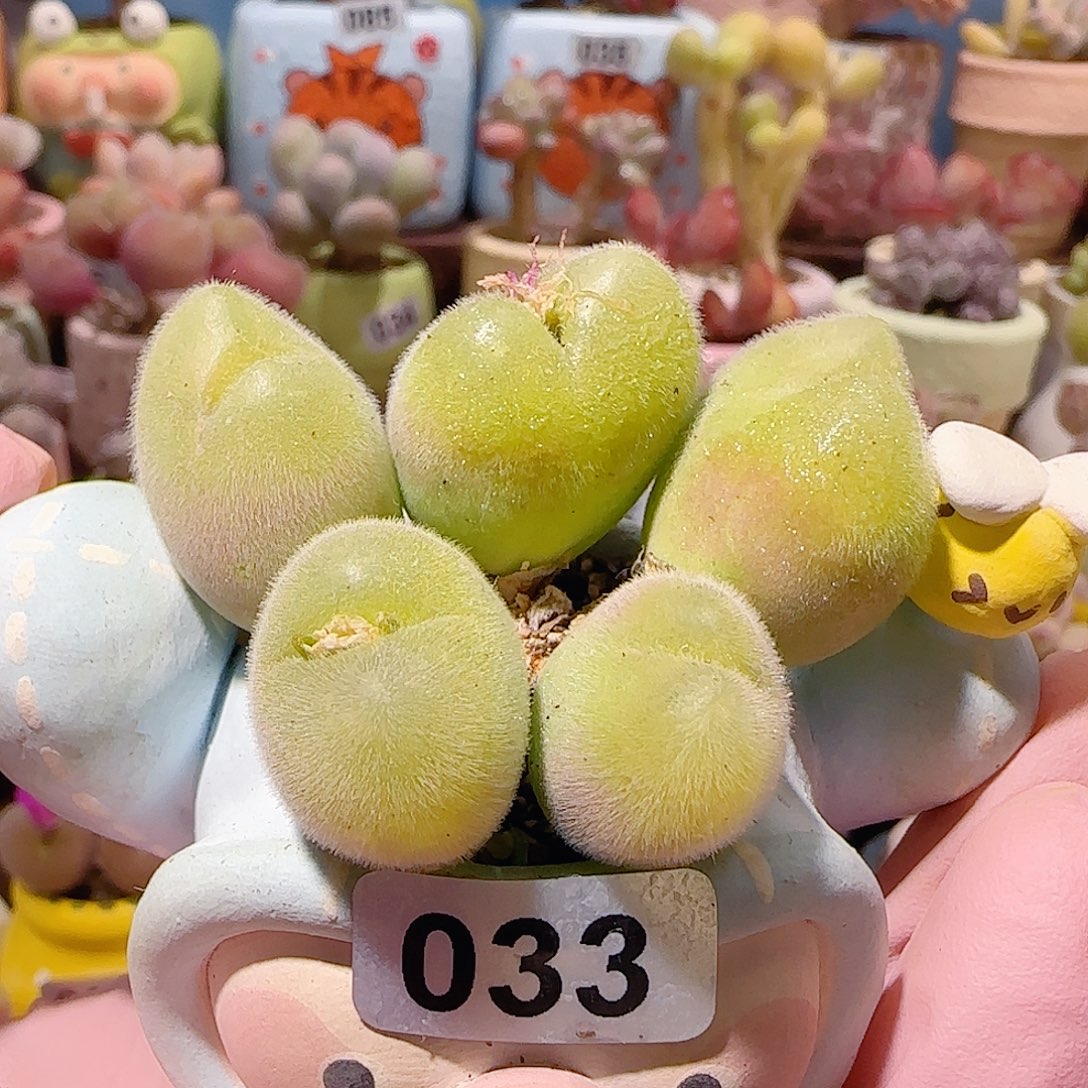 T蝴蝶毛翠盆口3.5cm