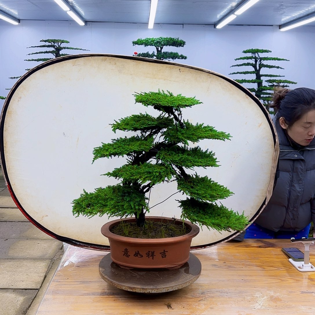 无花朵盆景直播间一物一拍