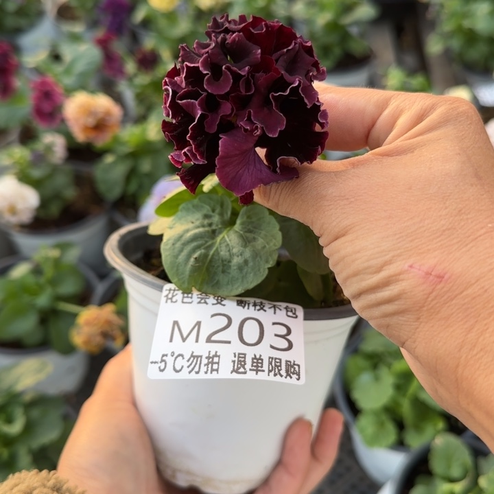 尘***尘无花朵M203角堇小苗一物一拍默认苗晃