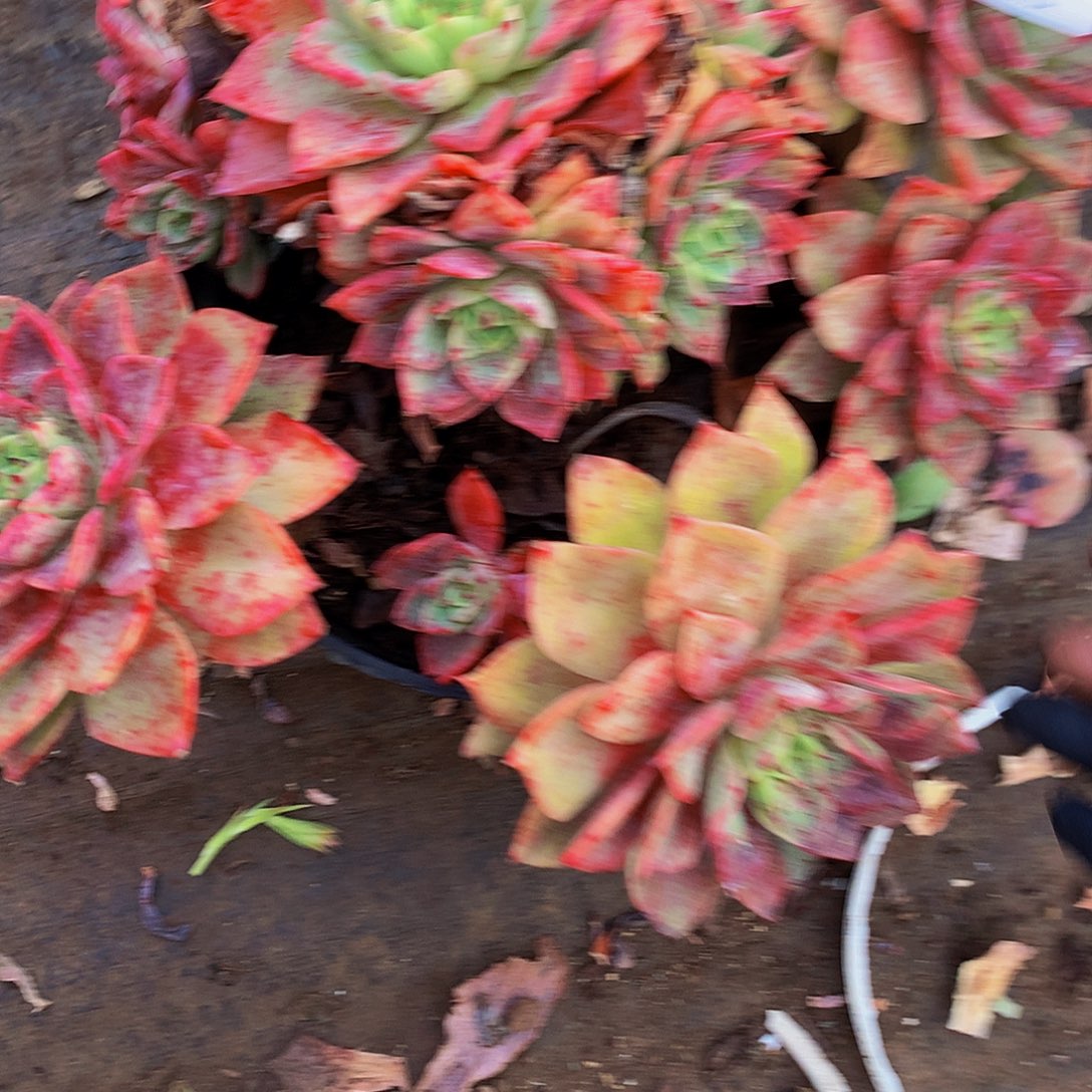 江***台贝拉多娜12075多肉多肉