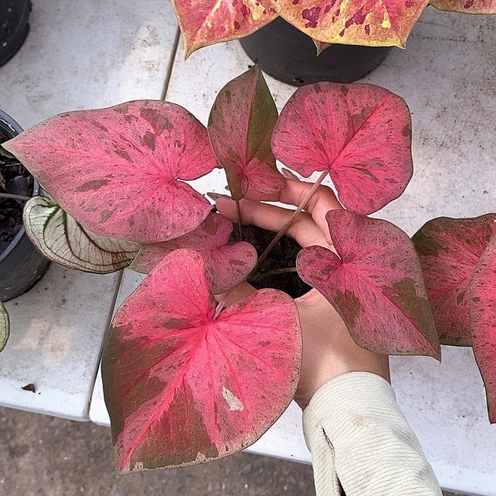 51-0205 泰国彩叶