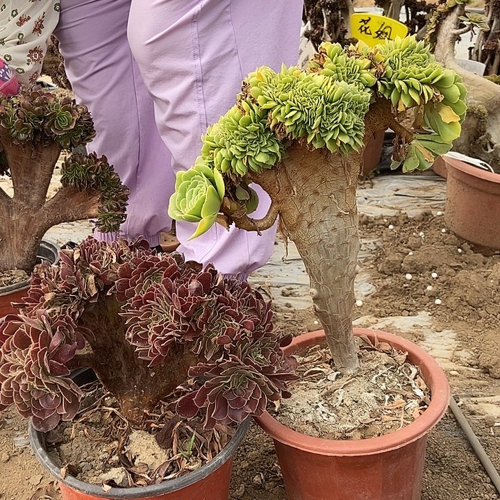 949两颗绿羊绒欧紫缀化老桩