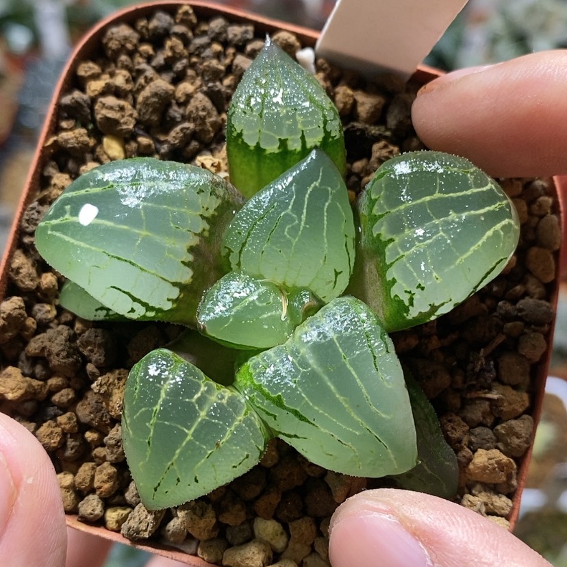 【闪购商品】173丸叶