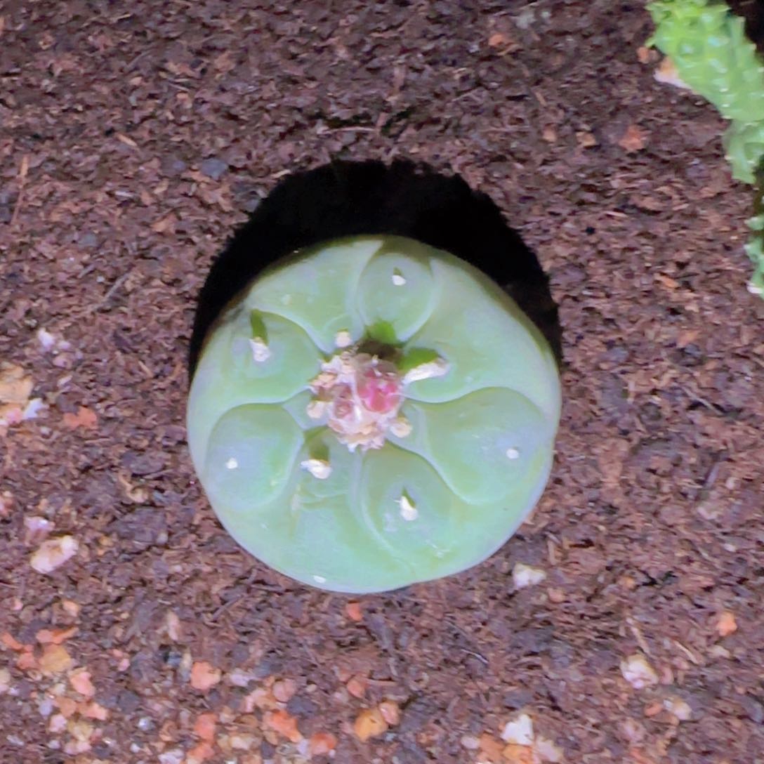 θ块根植物块根植物块根