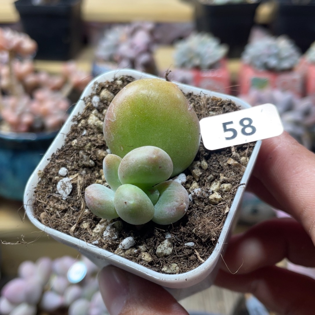 乌里韦亚多肉植物