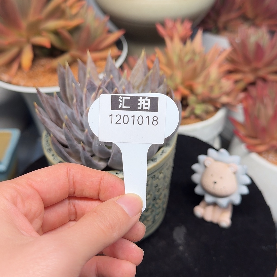 精品多肉植物1201018