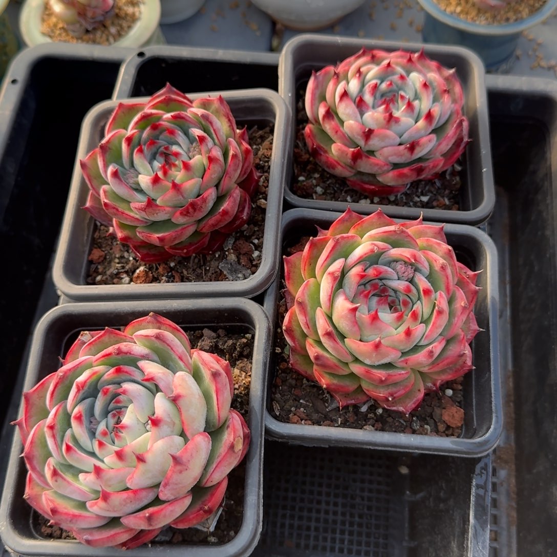 从前慢多肉精选编号1229.惊鸿母本