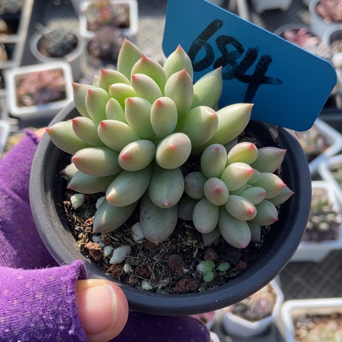 684岩字多肉植物duorou