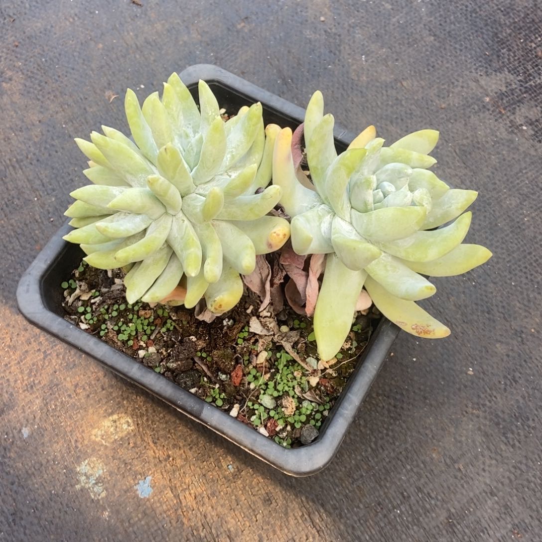 轮***子专拍多肉植物啦啦啦