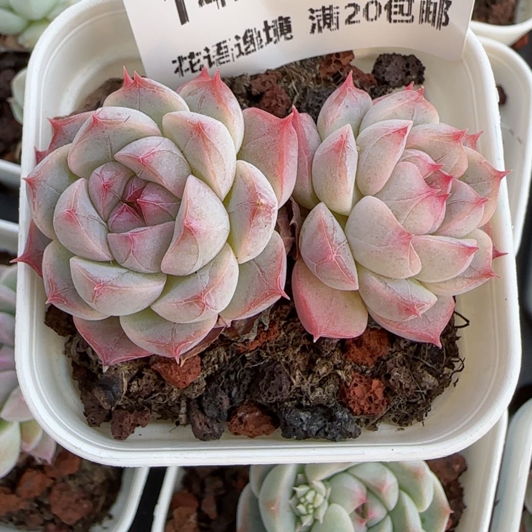 花语逸境0219-142