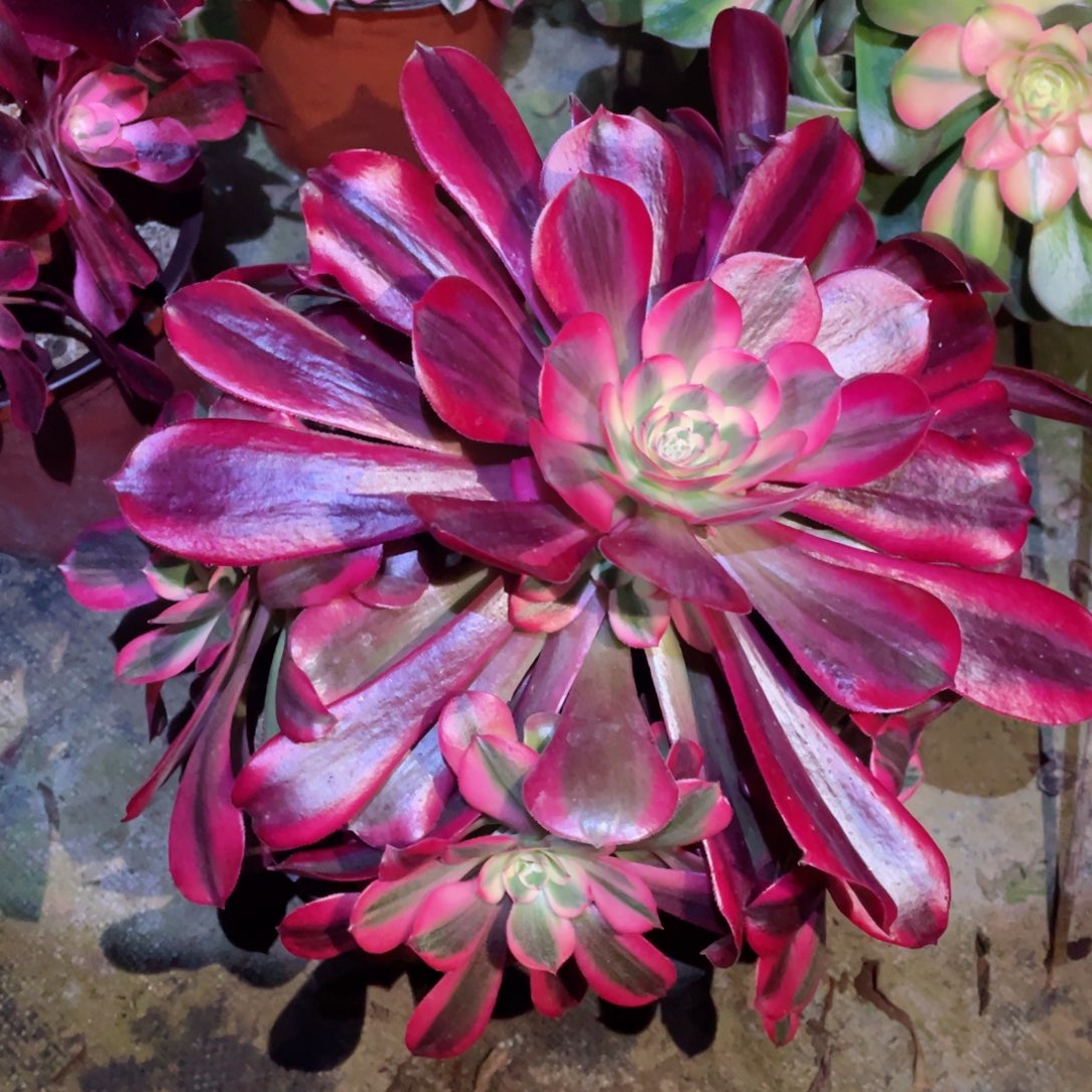 多肉植物美杜莎621