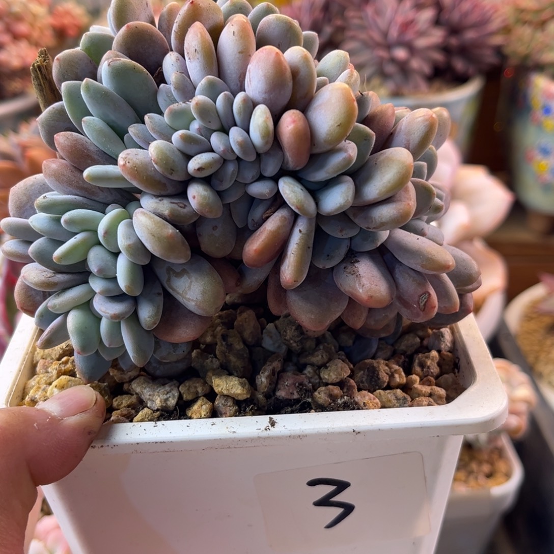 12.11-3粉兔缀化缀化