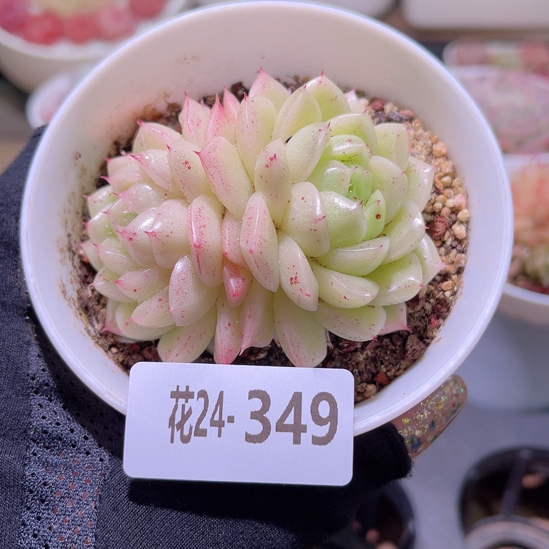 花利美24-349麦秆