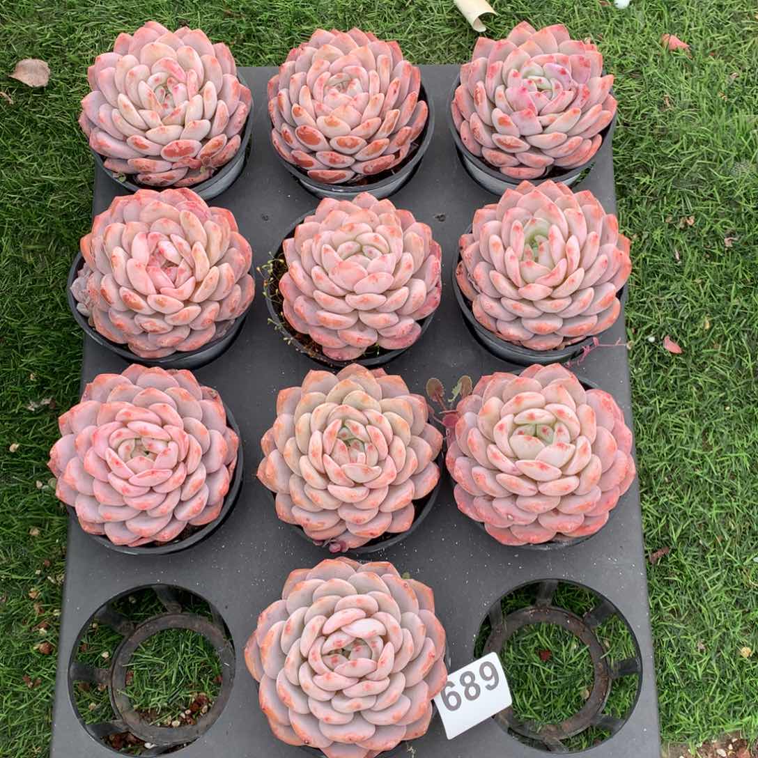 689橙子多肉植物组合