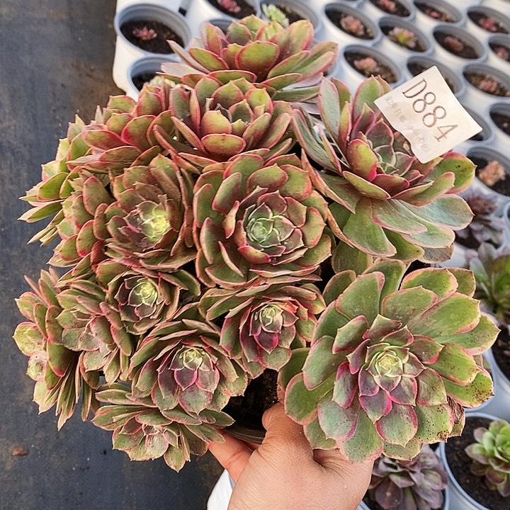 884夜宴多肉植物无售后