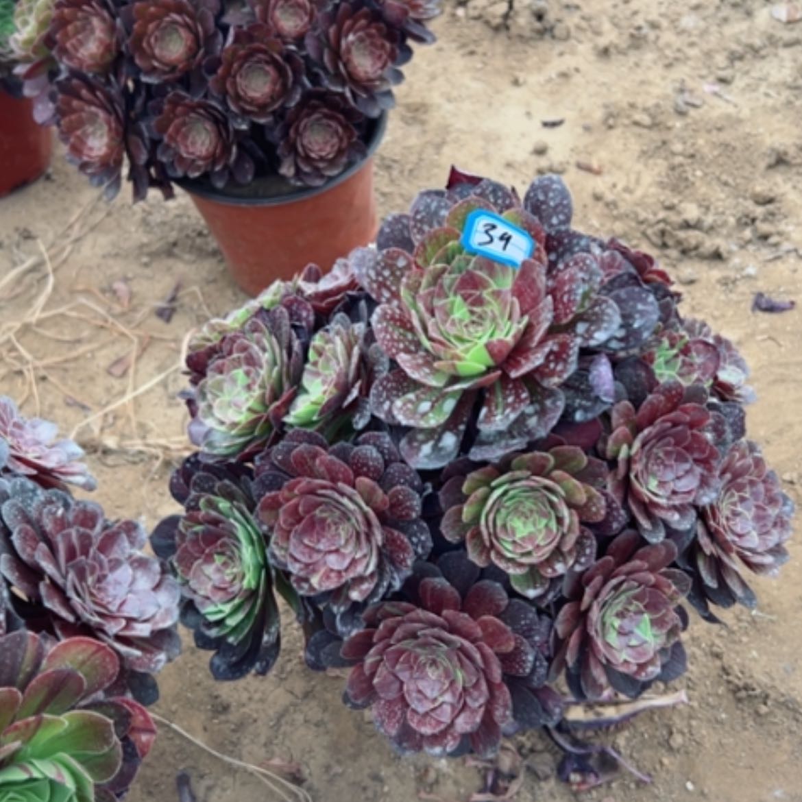 【闪购商品】多肉植物万灰39