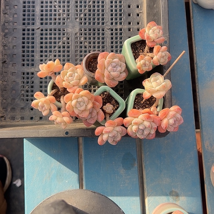 花***板3201，四个冰玉带盆发的时候