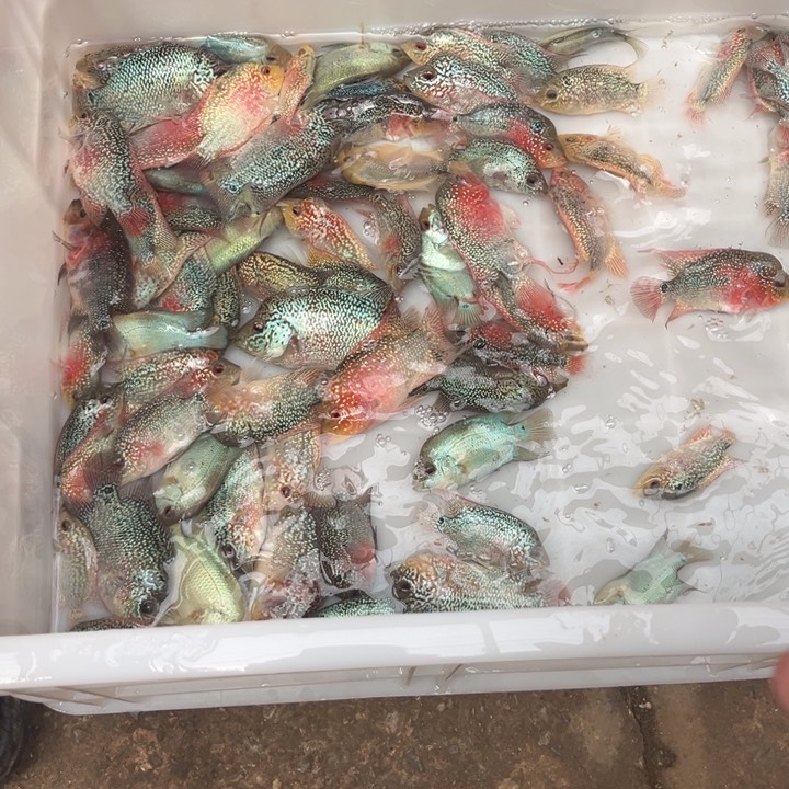 罗汉鱼28.8///////3条