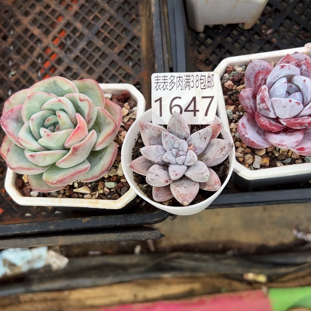 猫***藏多肉一物一拍植物1647