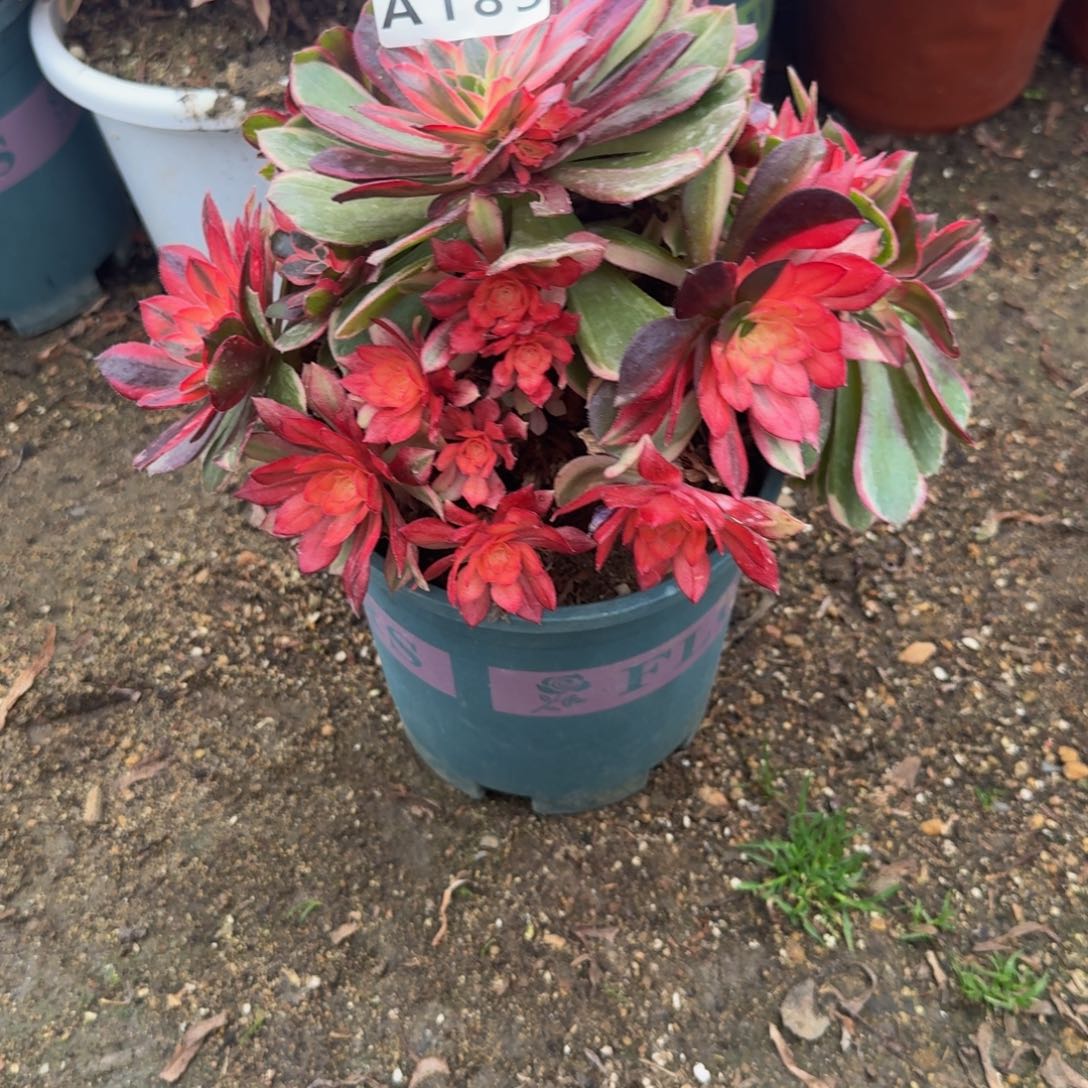 193黑魔锦。多肉植物