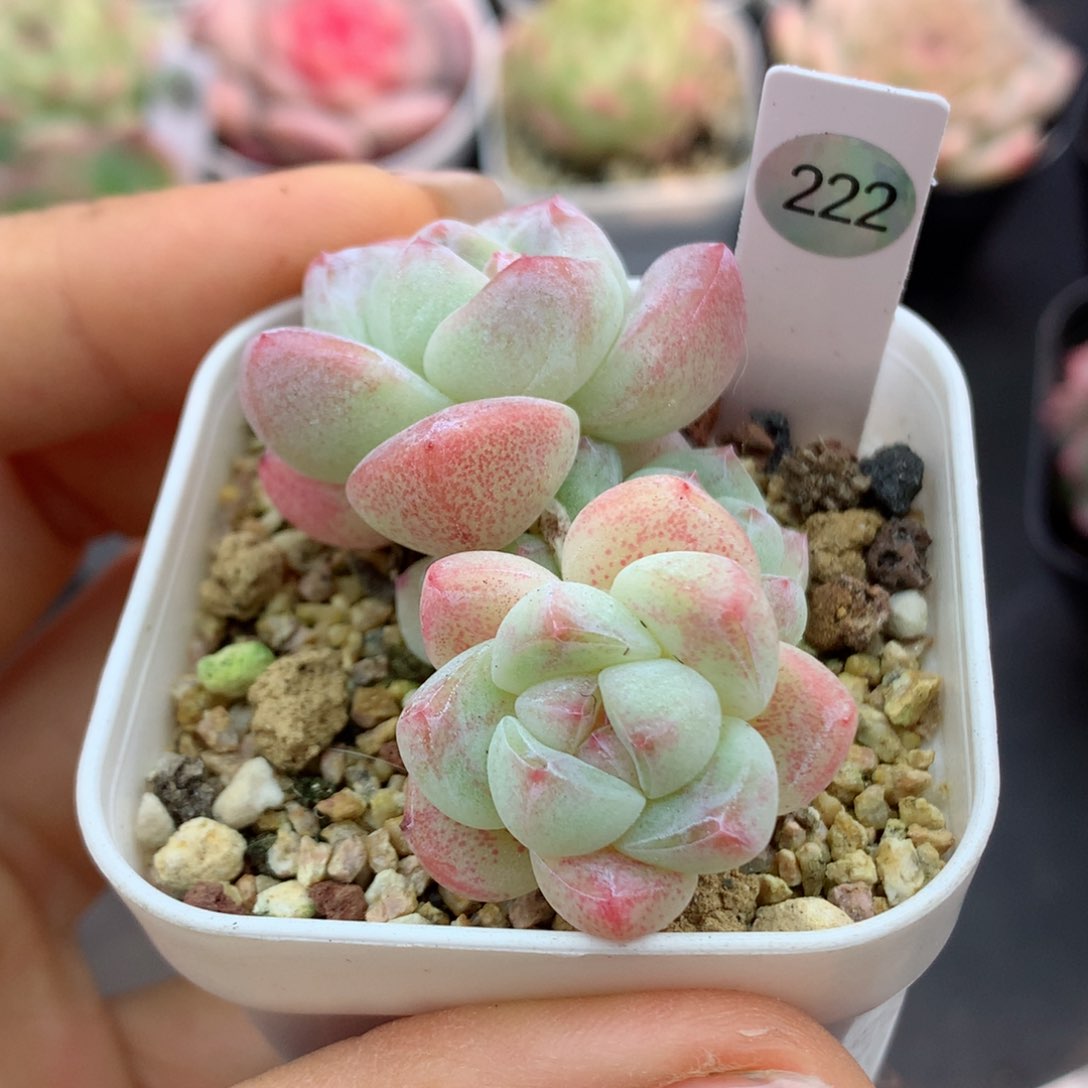 58包邮  群生不包整222