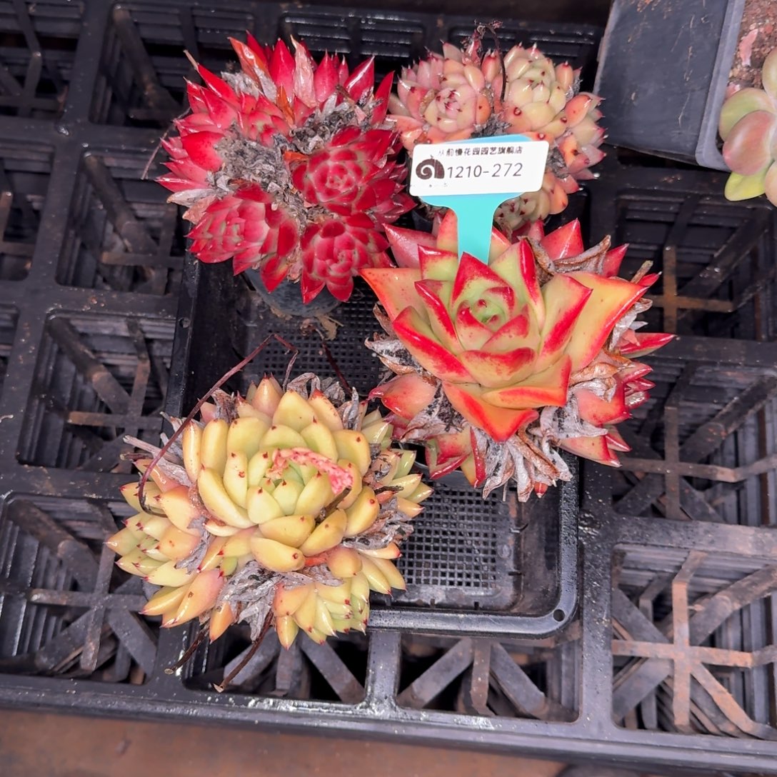 从前慢炖肉精选编号1210.272