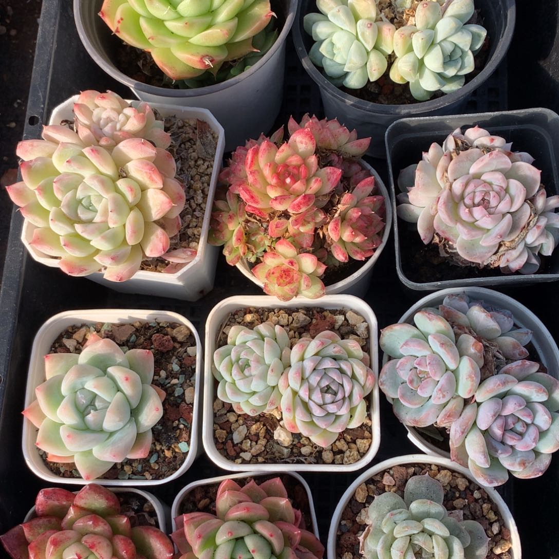 1208-17 套餐一组