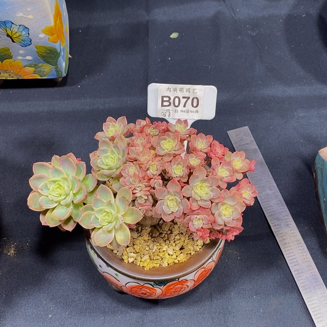 烧***球B070哈密瓜朵朵缀发货