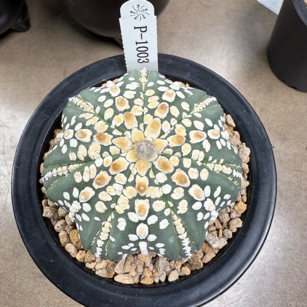 青青姐直播链接 P1003 皇室兜 金牛实生仙人球