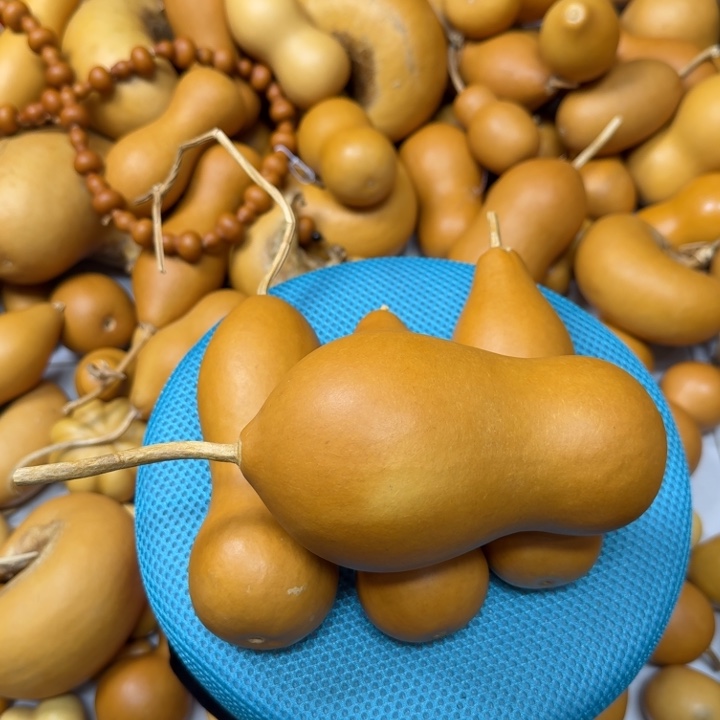 皮***夜竹类老皮本章葫芦