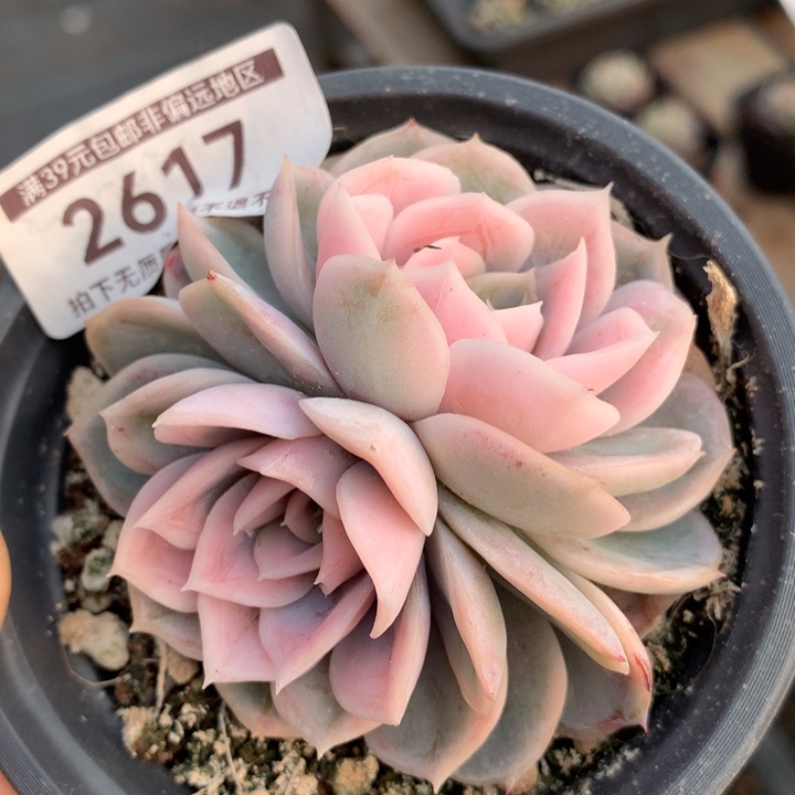 蓝色惊喜锦多肉植物