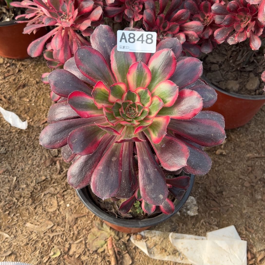 848香内儿多肉植物法师