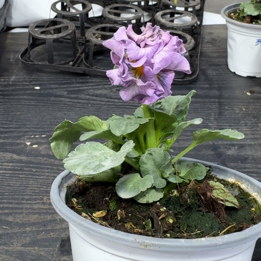 全部花朵296哈礼服