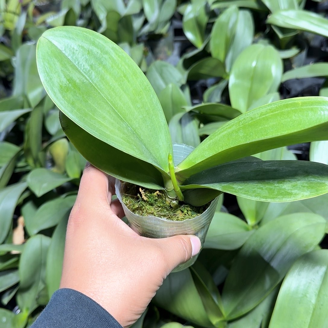 无花朵2.8带梗白玉