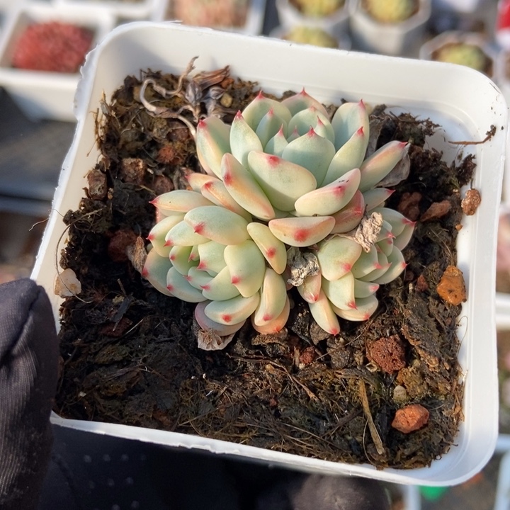 2154忌廉锦多肉植物保护