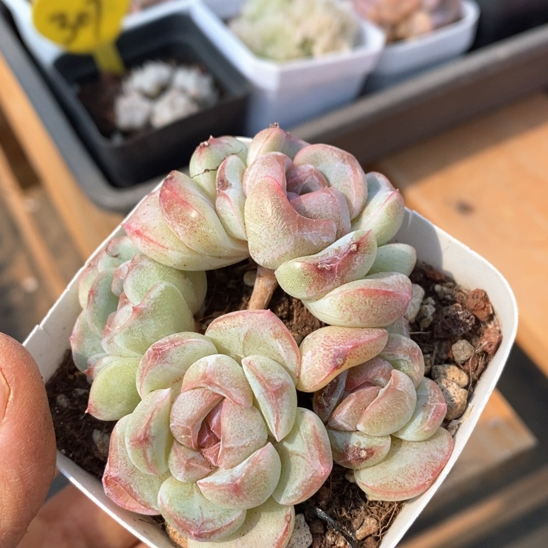 精品多肉一物一拍不包整21