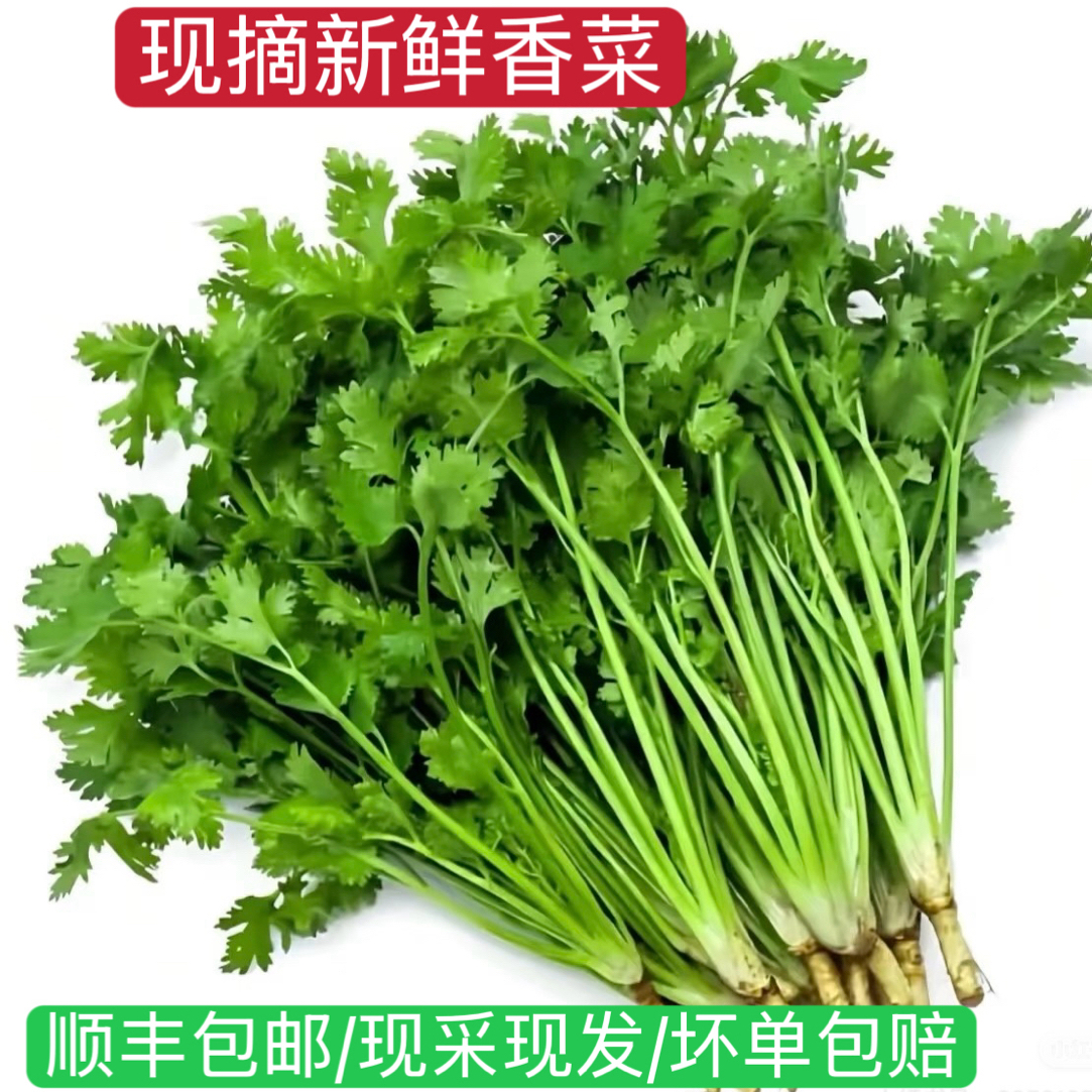 新鲜香菜现采现发农家种植顺丰包邮芫荽香菜