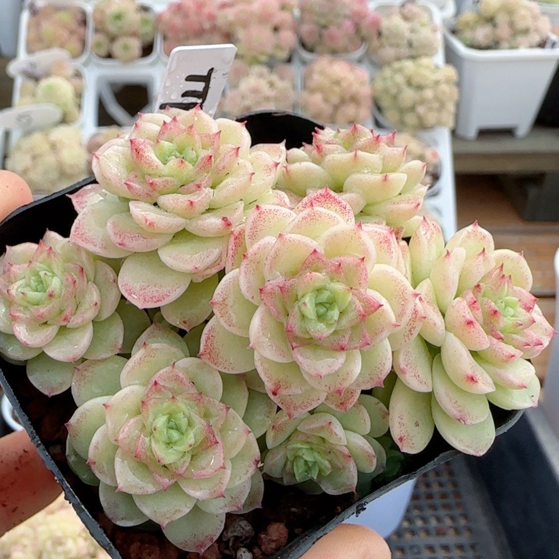 维*【闪购商品】0218-25（ttp-220）