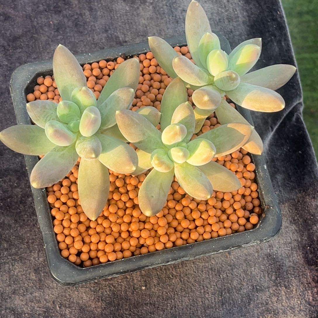 干****小蓝莓小老妹的多肉植物群生