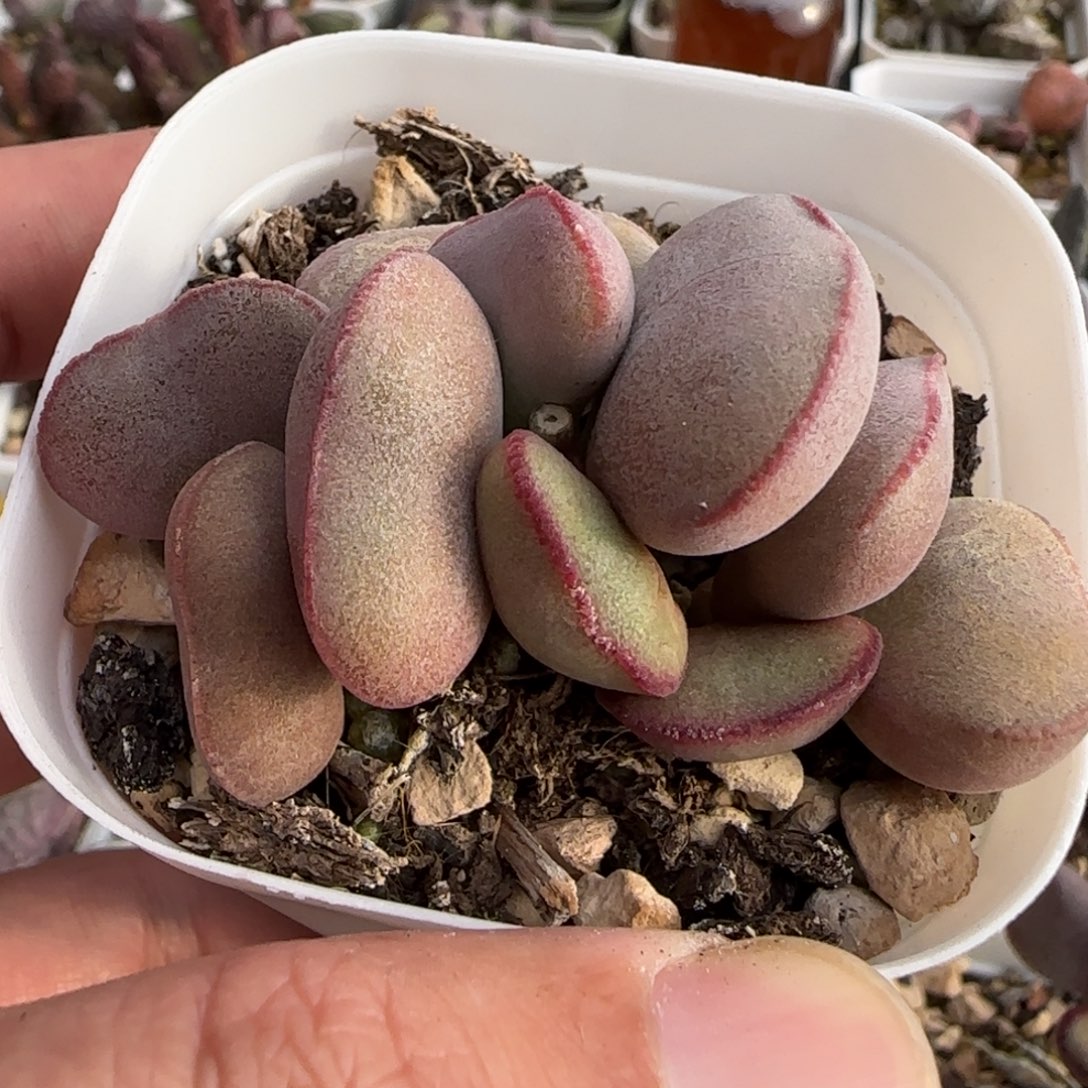 白肌红蛋多肉水泡