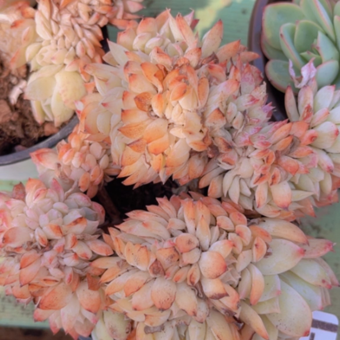 【闪购商品】莎莎缀1527