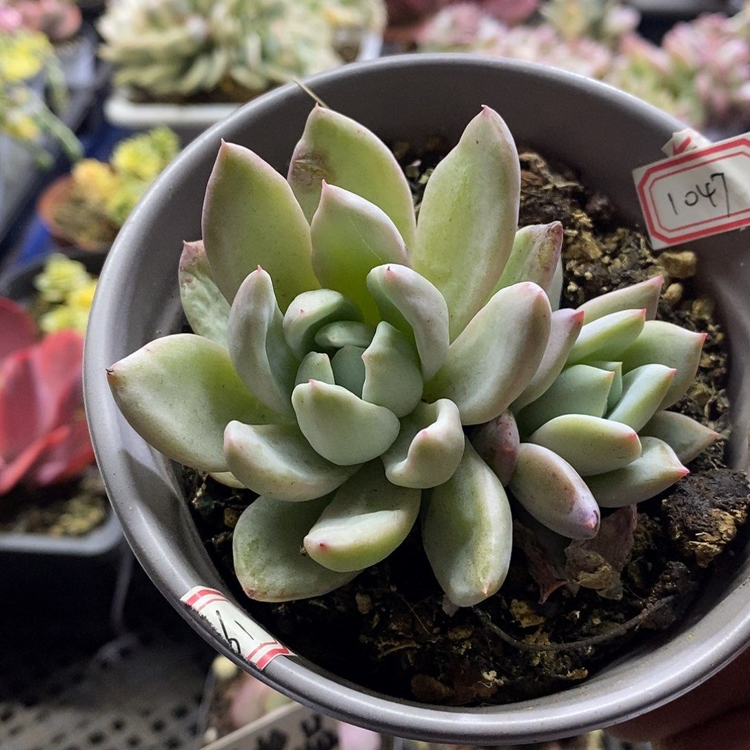 1048香槟锦多肉植物