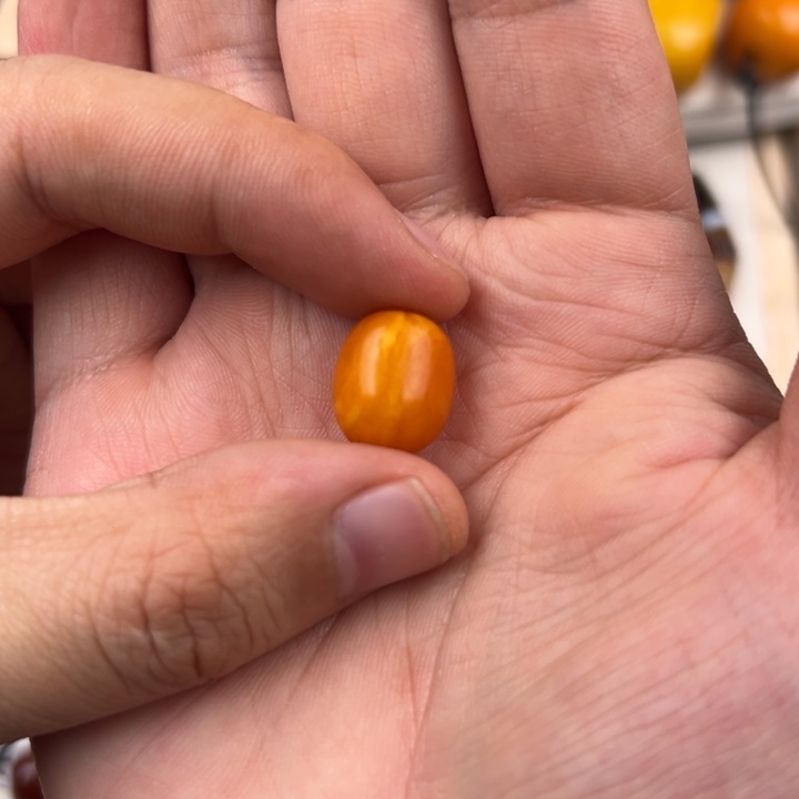 用***2蜜蜡未镶嵌裸石老蜜蜡枣珠配饰
