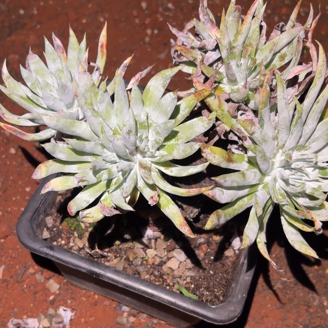 漠然一仙女杯多肉