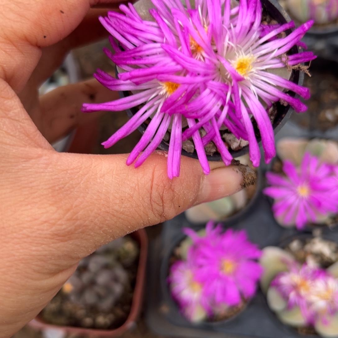 多肉哦植物我想我吗