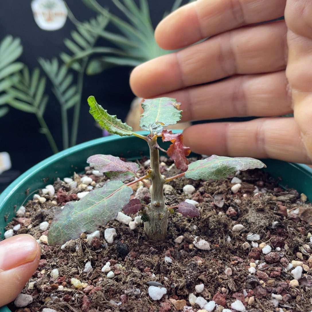 娜娜乳香带盆发货