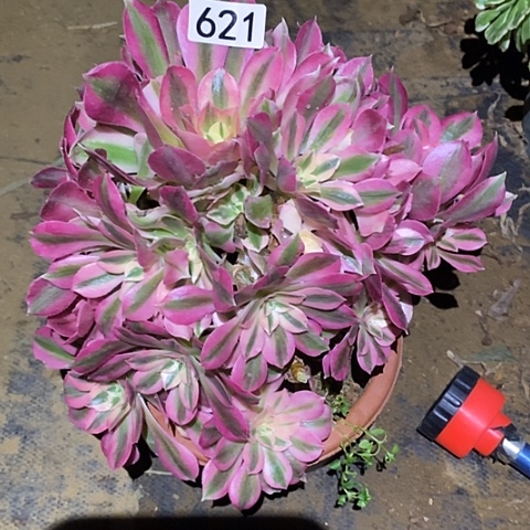 多肉植物法师621女巫